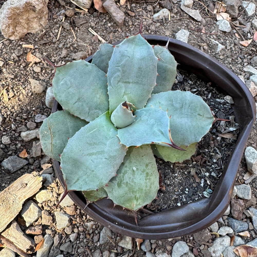 Artichoke Agave / Agave parryi var. truncata